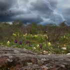 Un jardin sous l'orage