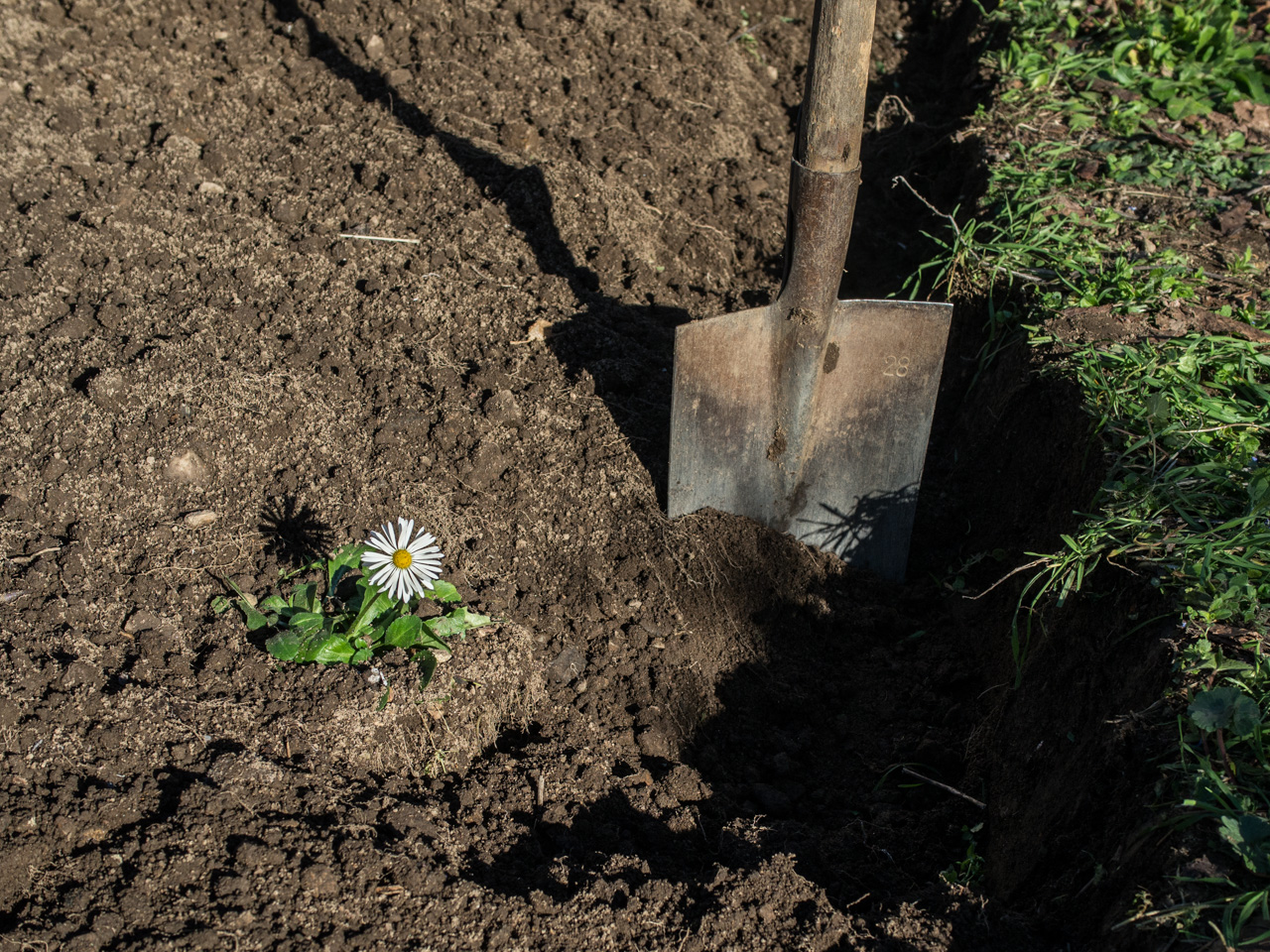 un jardinier bêcheur mais délicat