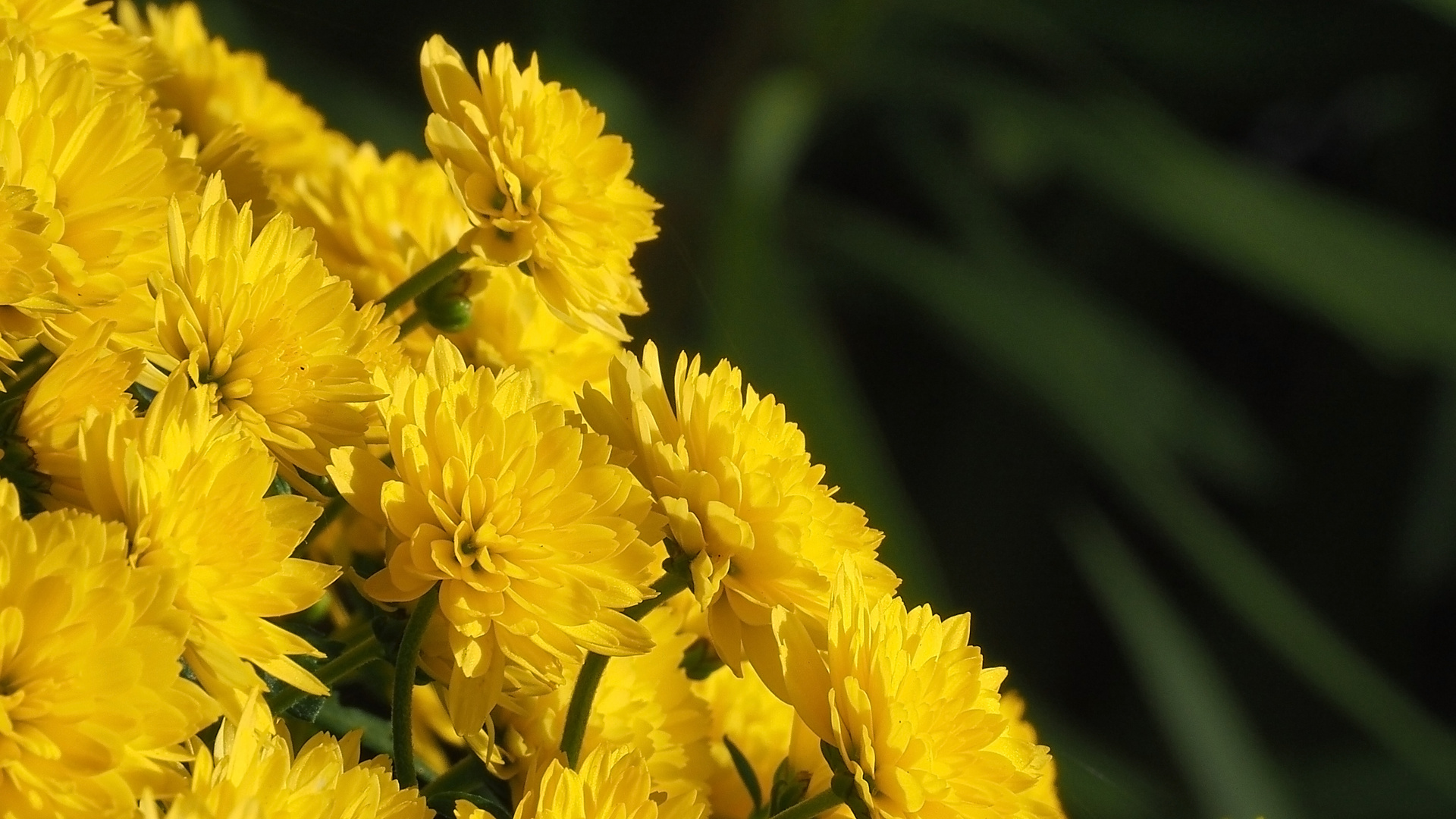 Un jaune de saison