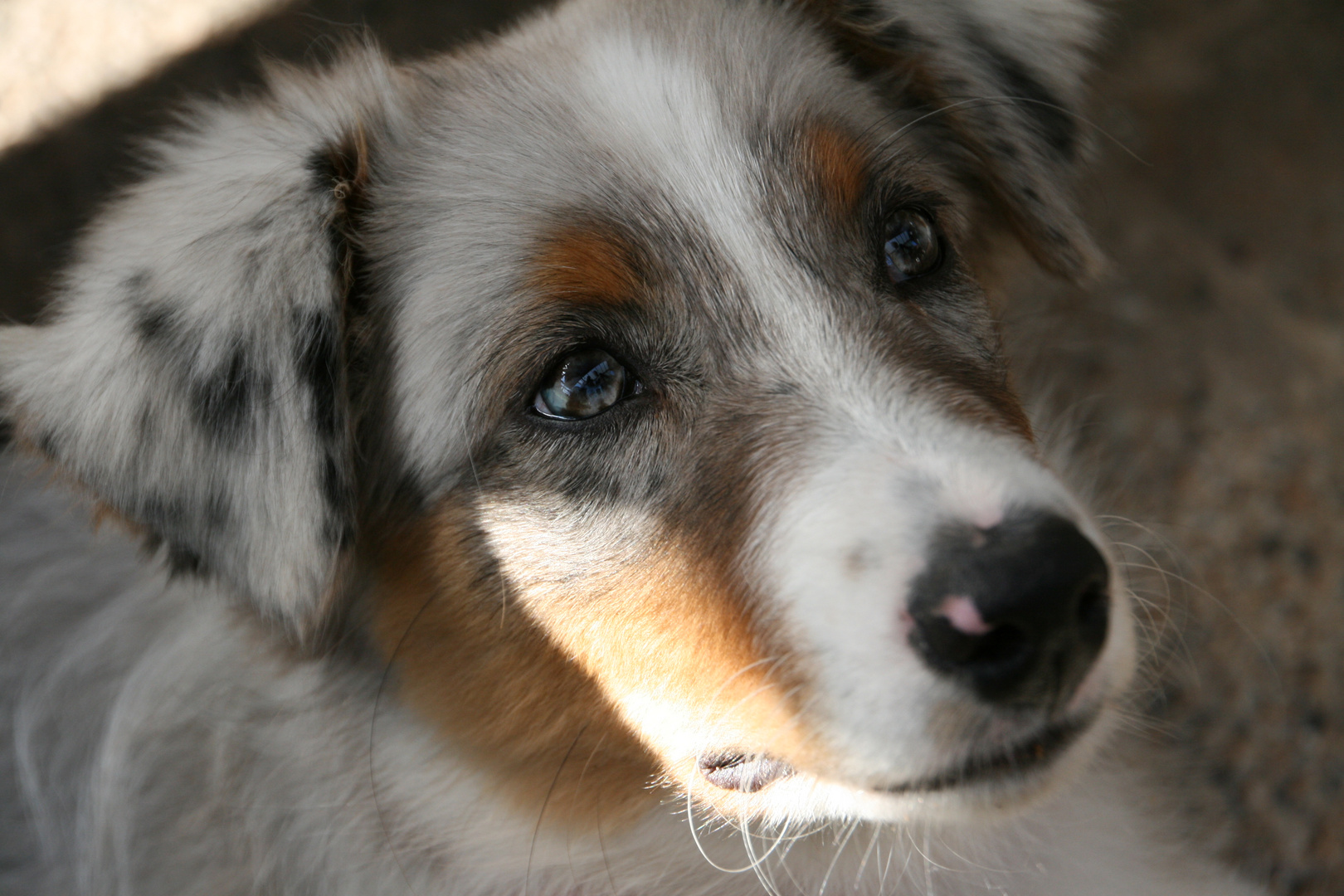 Un jeune Berger Australien.