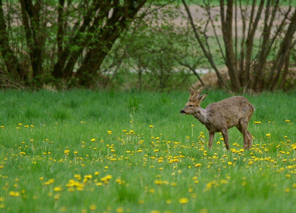 un jeune brocard en velours photo et image animaux, animaux sauvages, cervidés sauvages Images