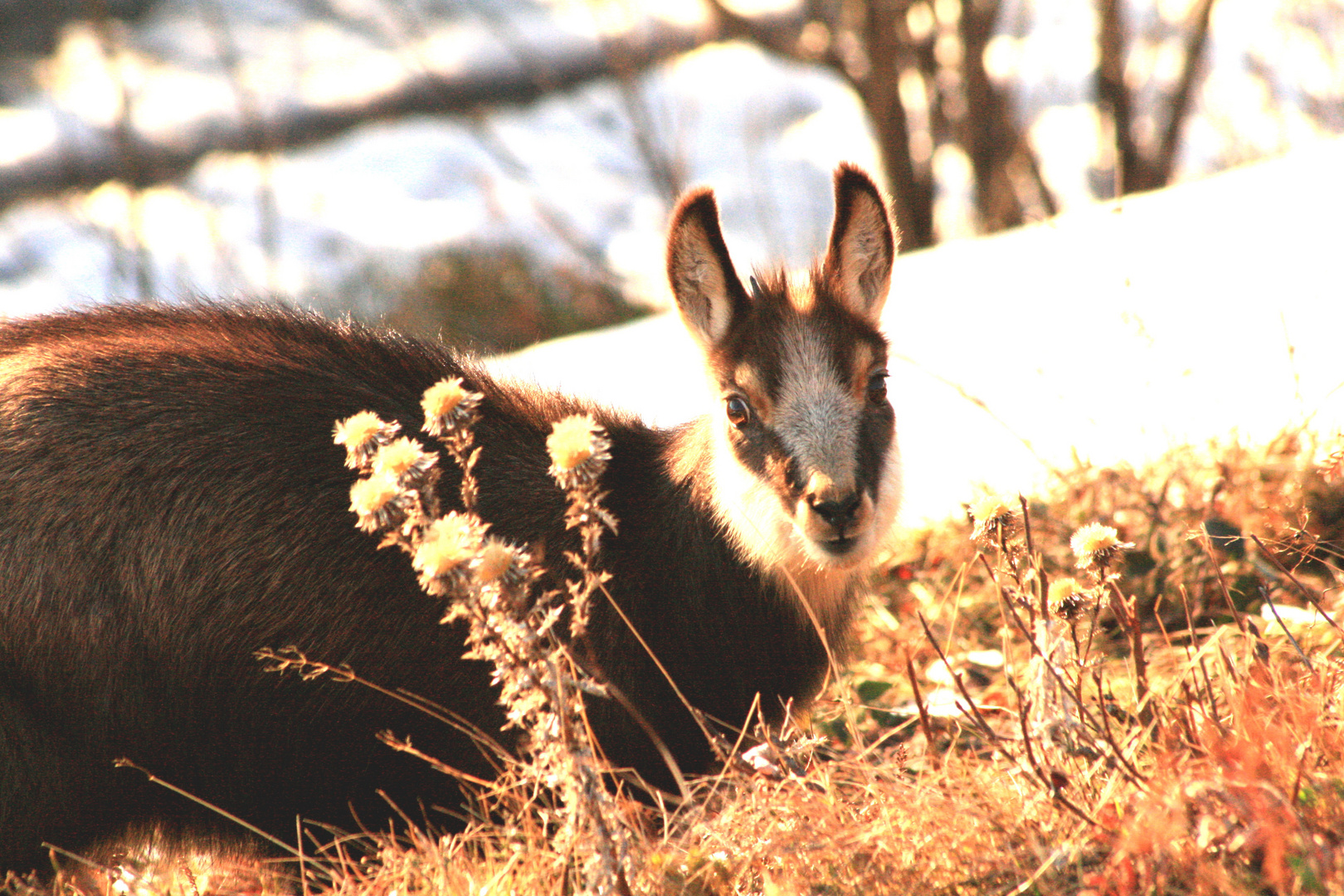 Un jeune chamois innocent