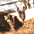 Un jeune chamois innocent