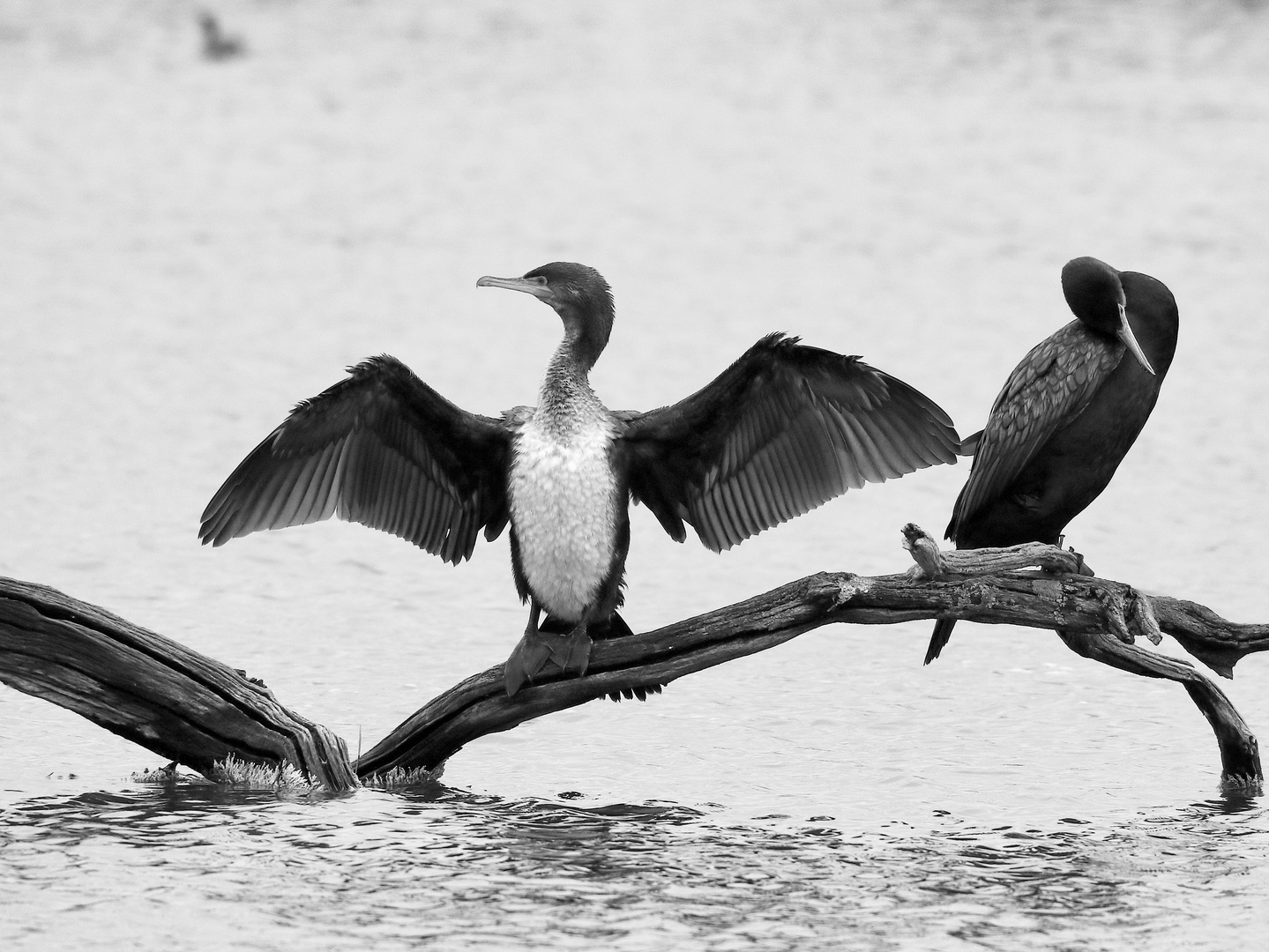 un jeune cormoran !