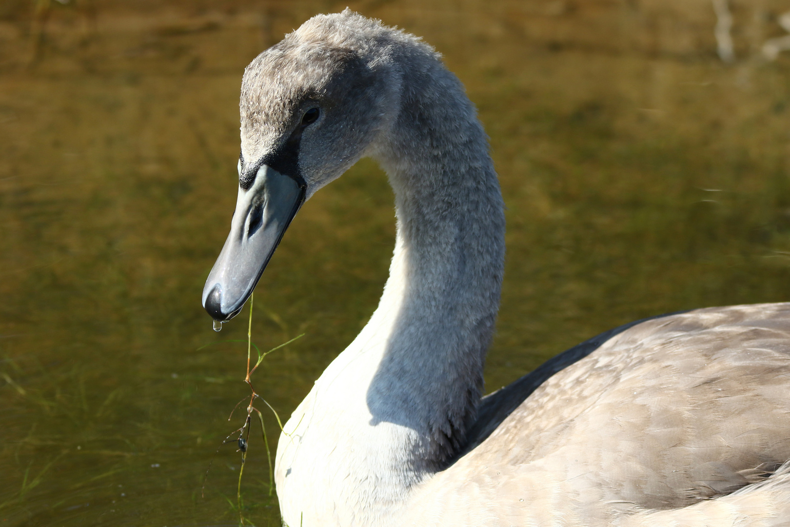 un jeune cygne !