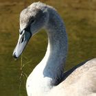 un jeune cygne !