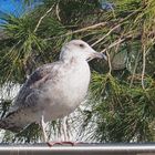 Un jeune goéland…ça ne mange pas de pin !