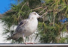 Un jeune goéland…ça ne mange pas de pin !