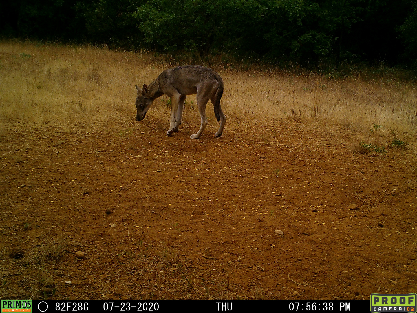 Un jeune loup