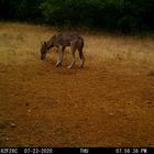 Un jeune loup