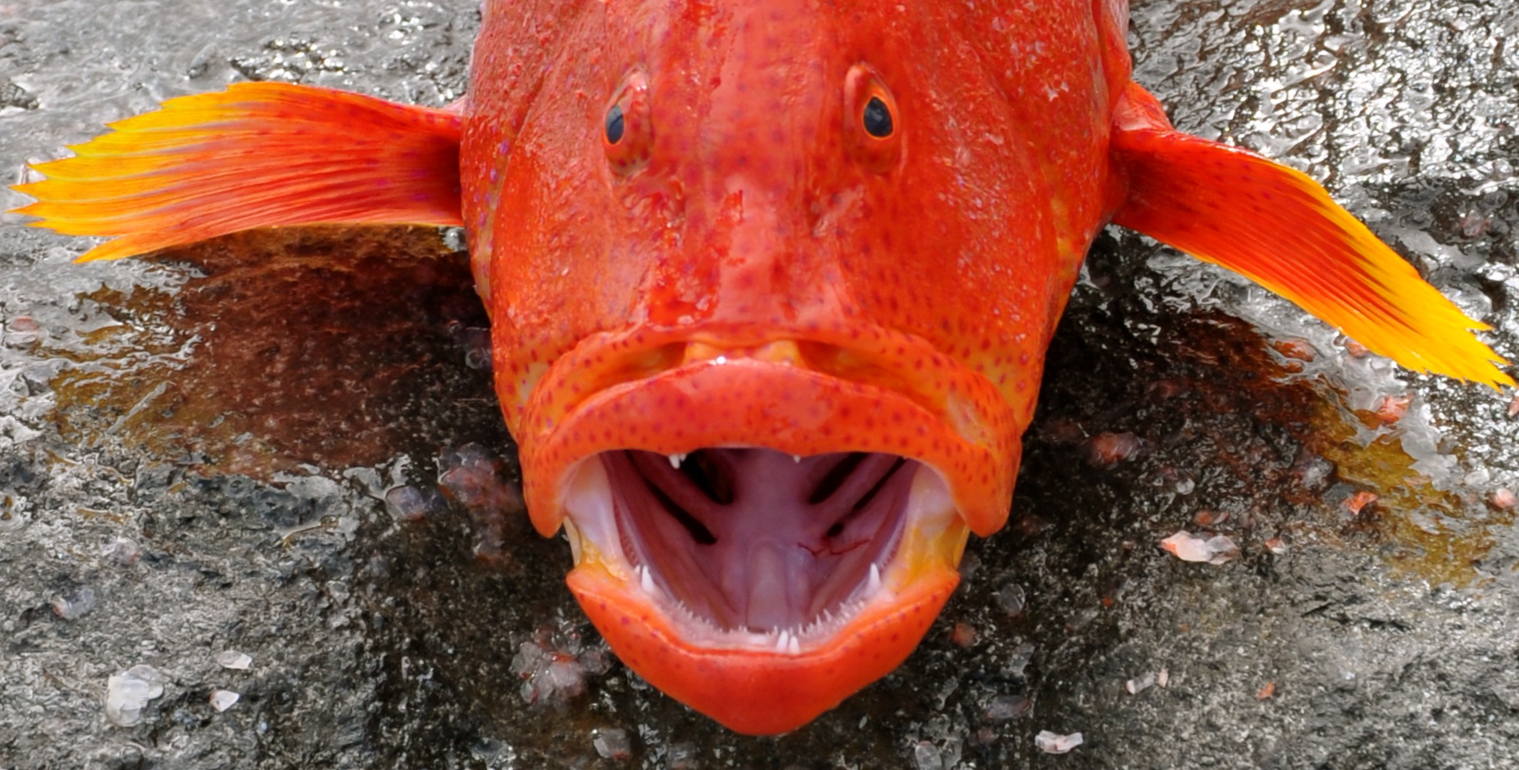 Un jeune mérou de retour de pêche