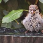 Un jeune moineau qui se prépare au bain