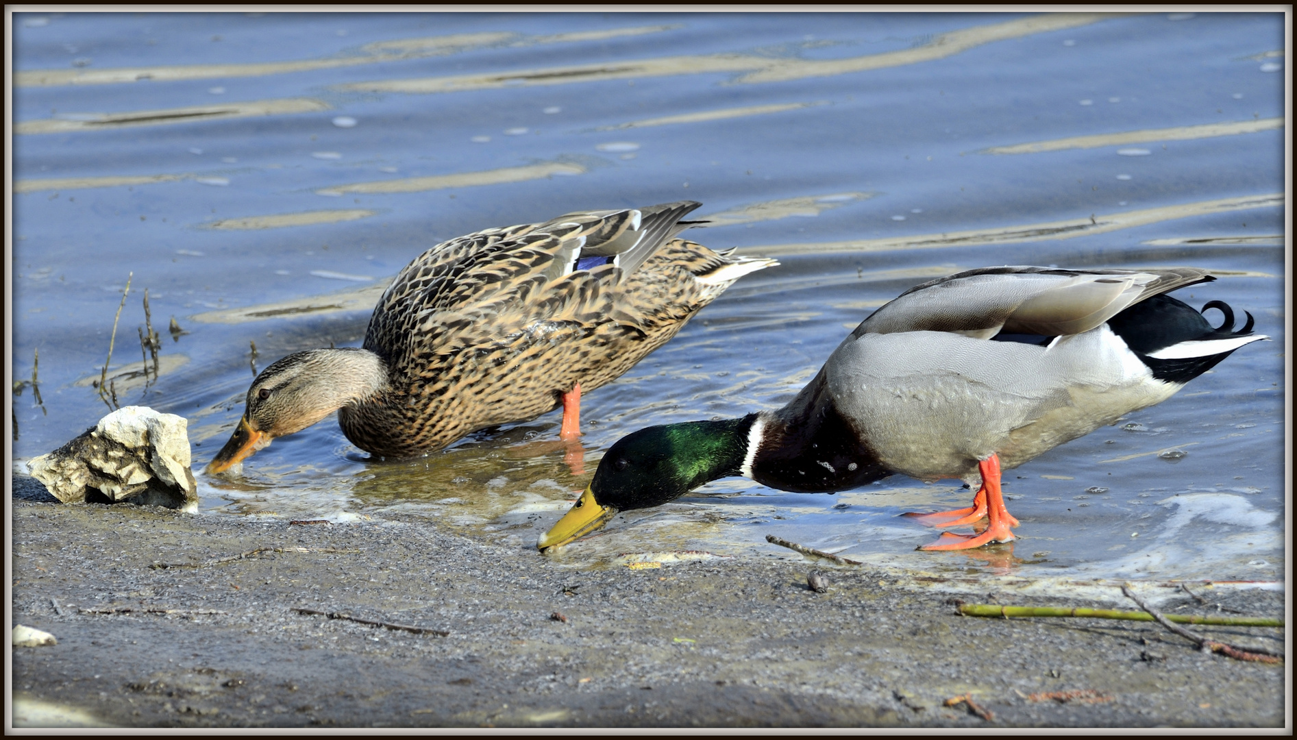 Un joli couple de canards sur l'Ardèche