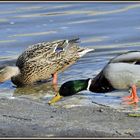 Un joli couple de canards sur l'Ardèche