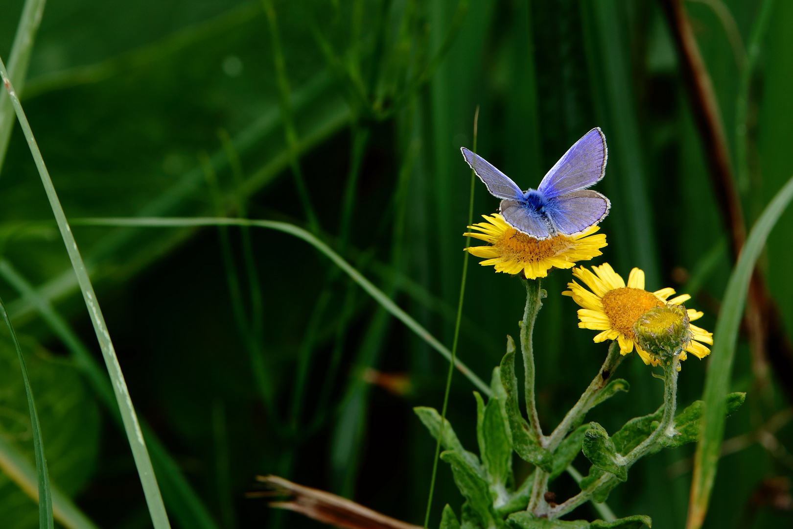 un joli petit bleu 