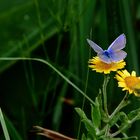 un joli petit bleu 