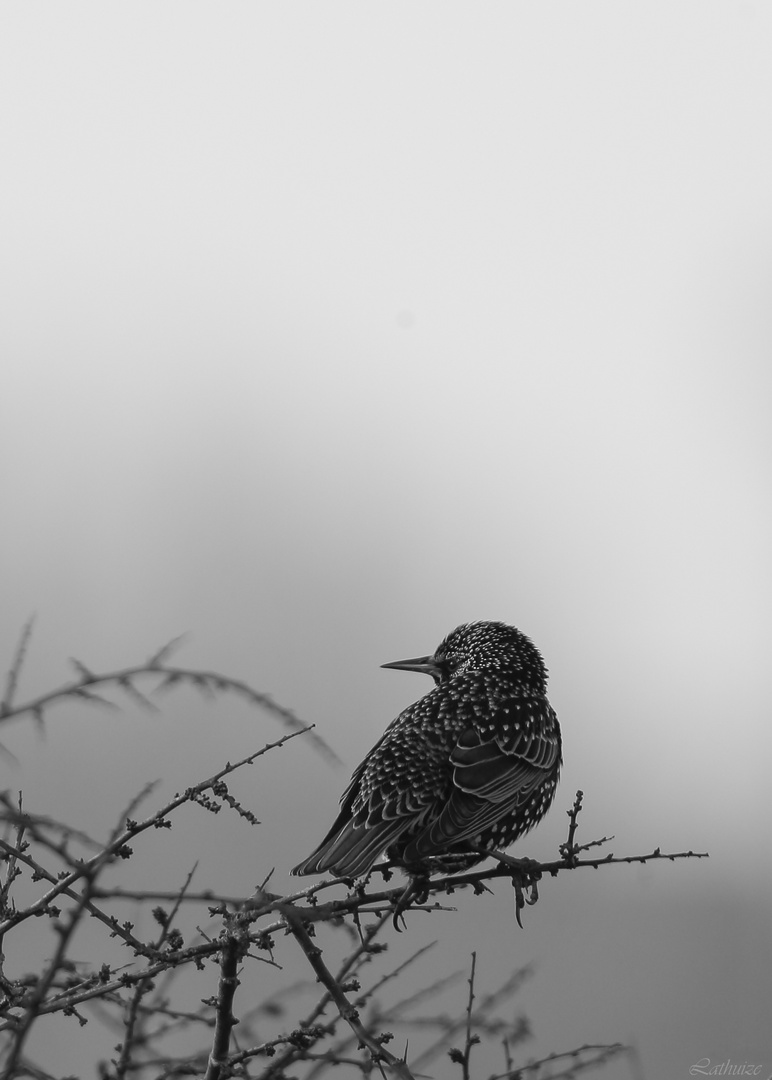 Un joli temps bien gris.