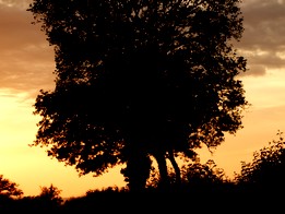 un jolie couché de soleil