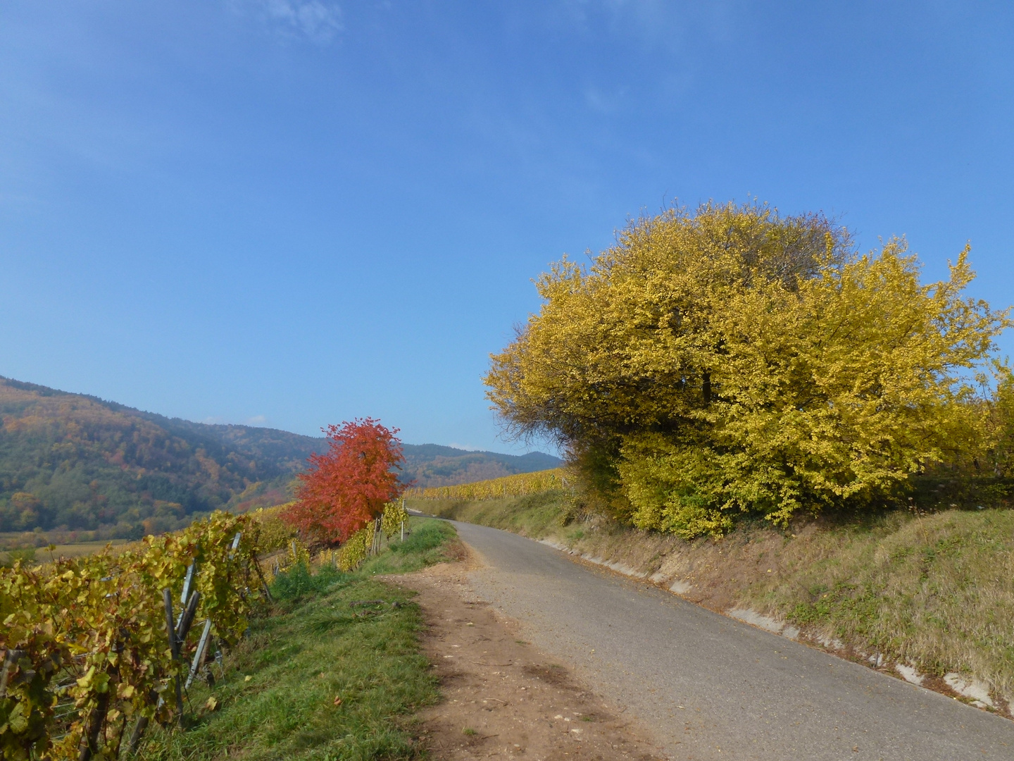 Un jour d'automne en Alsace