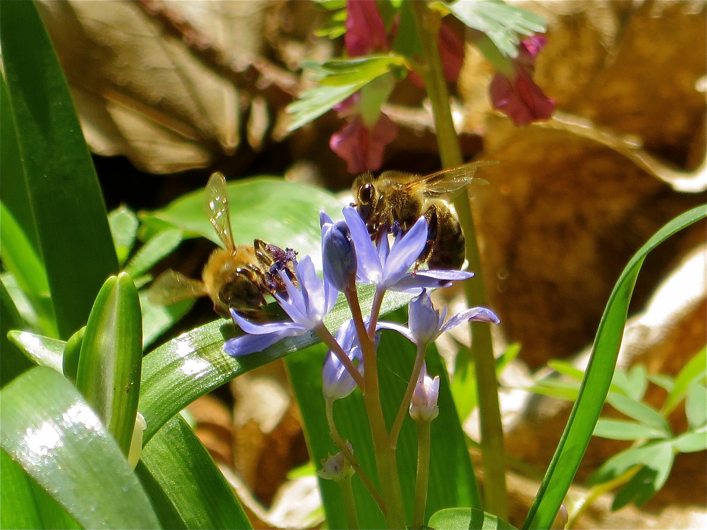 ... un jour de printemps-1- !!!...