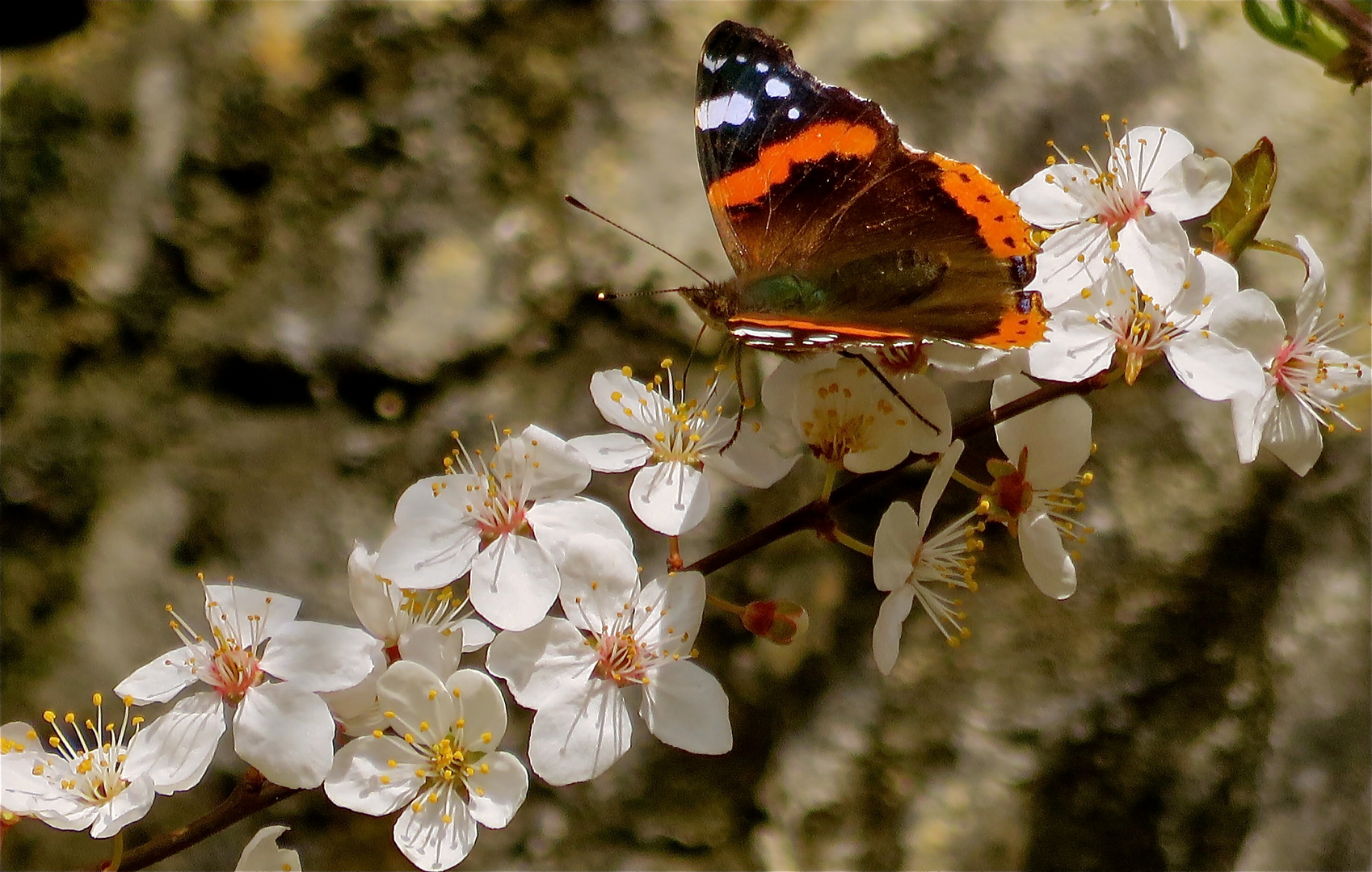 ... un jour de printemps !!!...