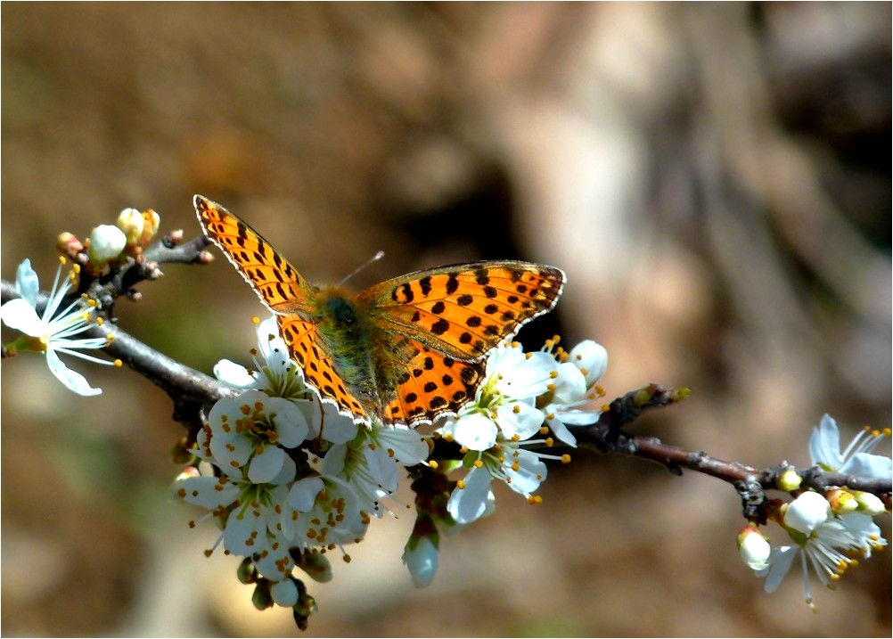 *un jour de printemps*