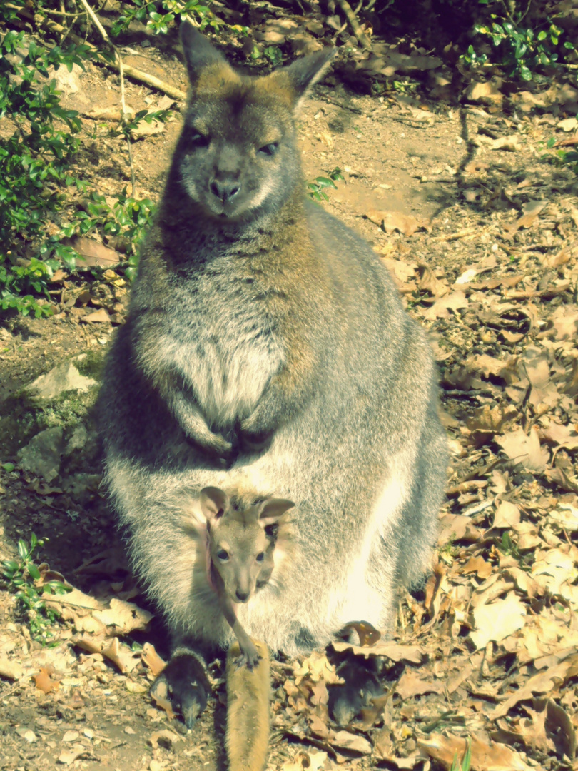 Un kangourou et son petit