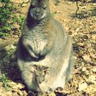 Un kangourou et son petit