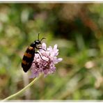 un keskessé sur fleur......