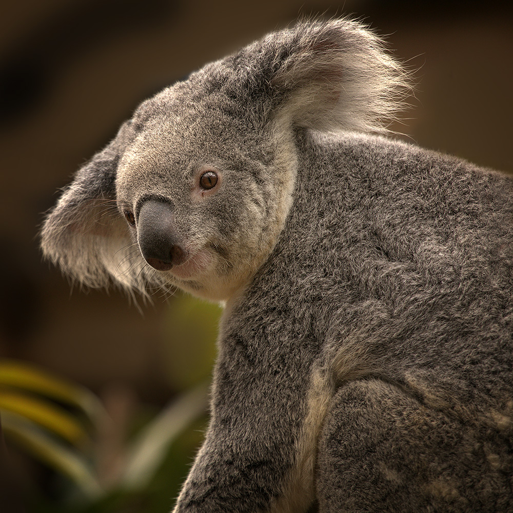 Un koala à Pairi Daiza