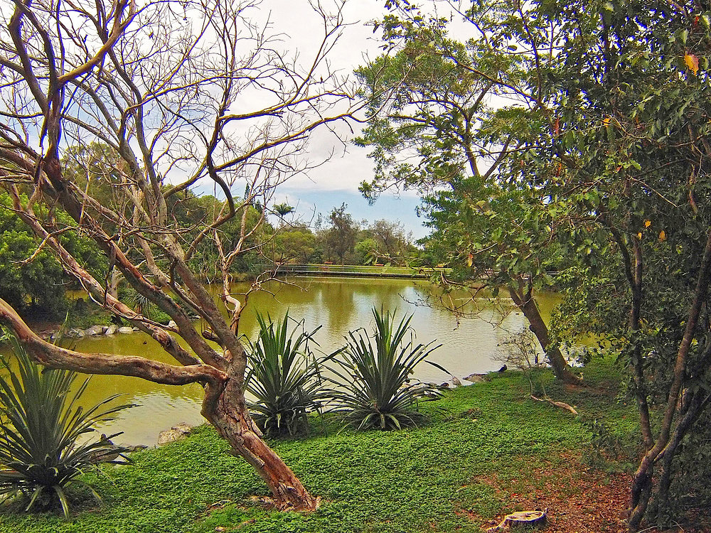 Un lac du Parc zoologique et forestier - Nouméa - Ein See des zoologischen Forstparks