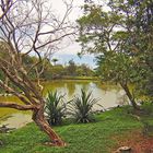 Un lac du Parc zoologique et forestier - Nouméa - Ein See des zoologischen Forstparks