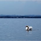 Un lac pour un cygne