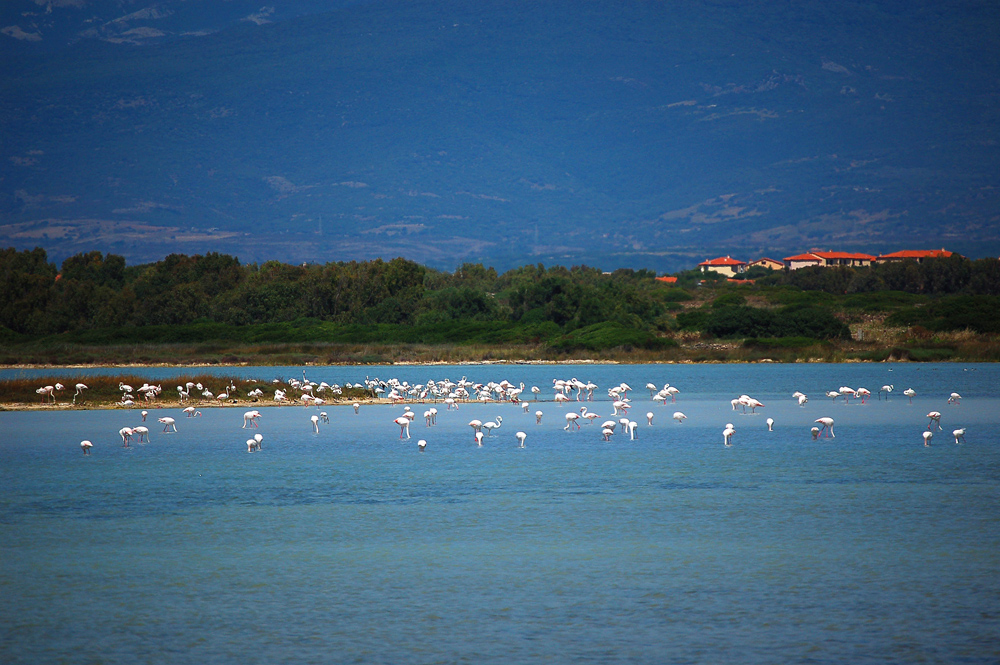 un lago di fenicotteri