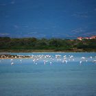 un lago di fenicotteri