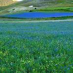 Un lago di fiordalisi e un pesce fuor d'acqua