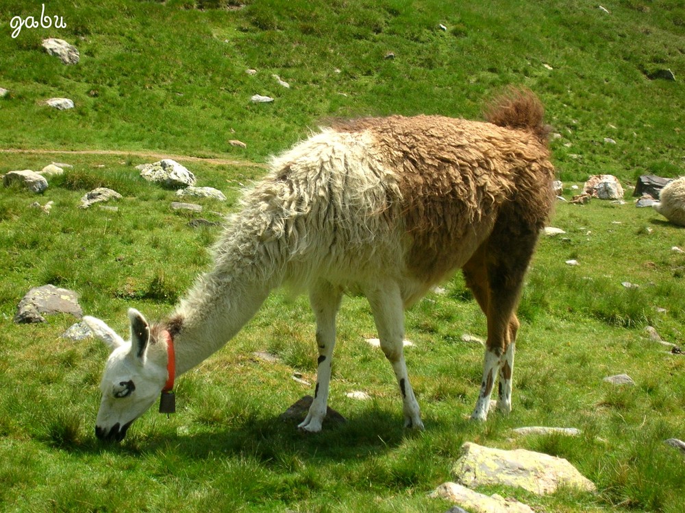 un lama