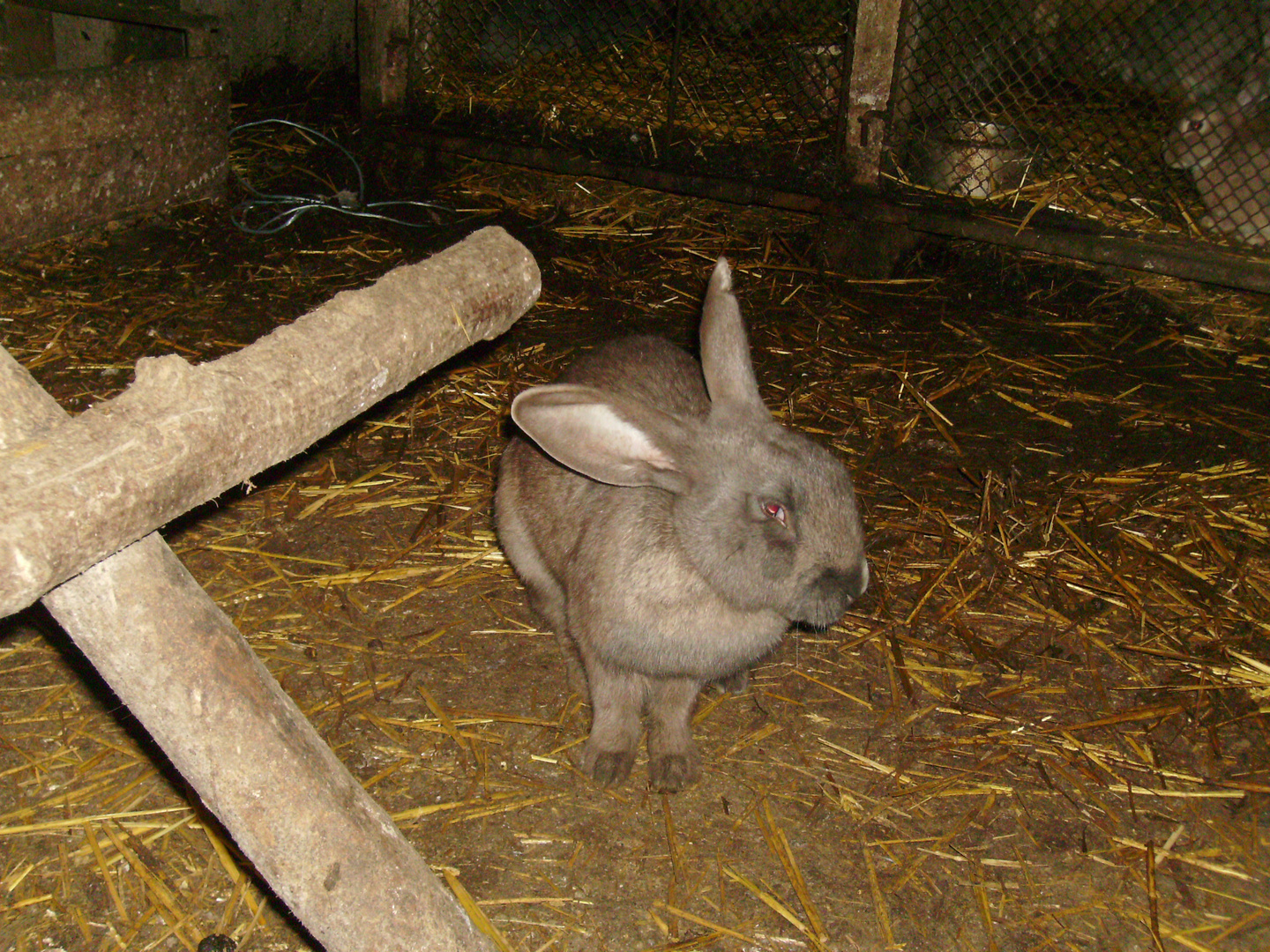 Un Lapin dans un Poulailler...