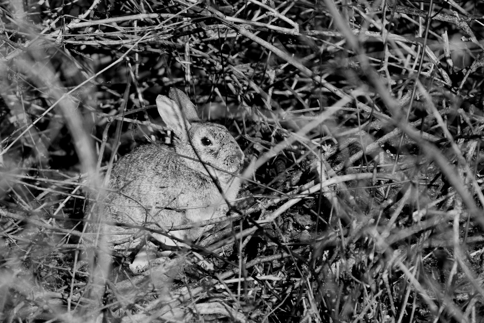 un lapin en automne 