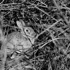 un lapin en automne 