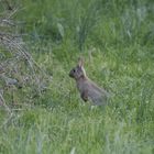 un lapin près de chez moi.