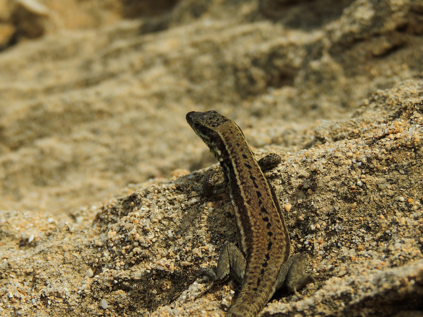 Un lézard