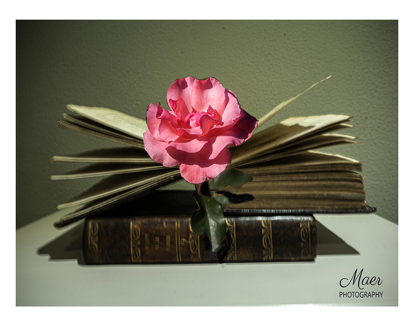 Un libro y una rosa