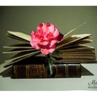 Un libro y una rosa