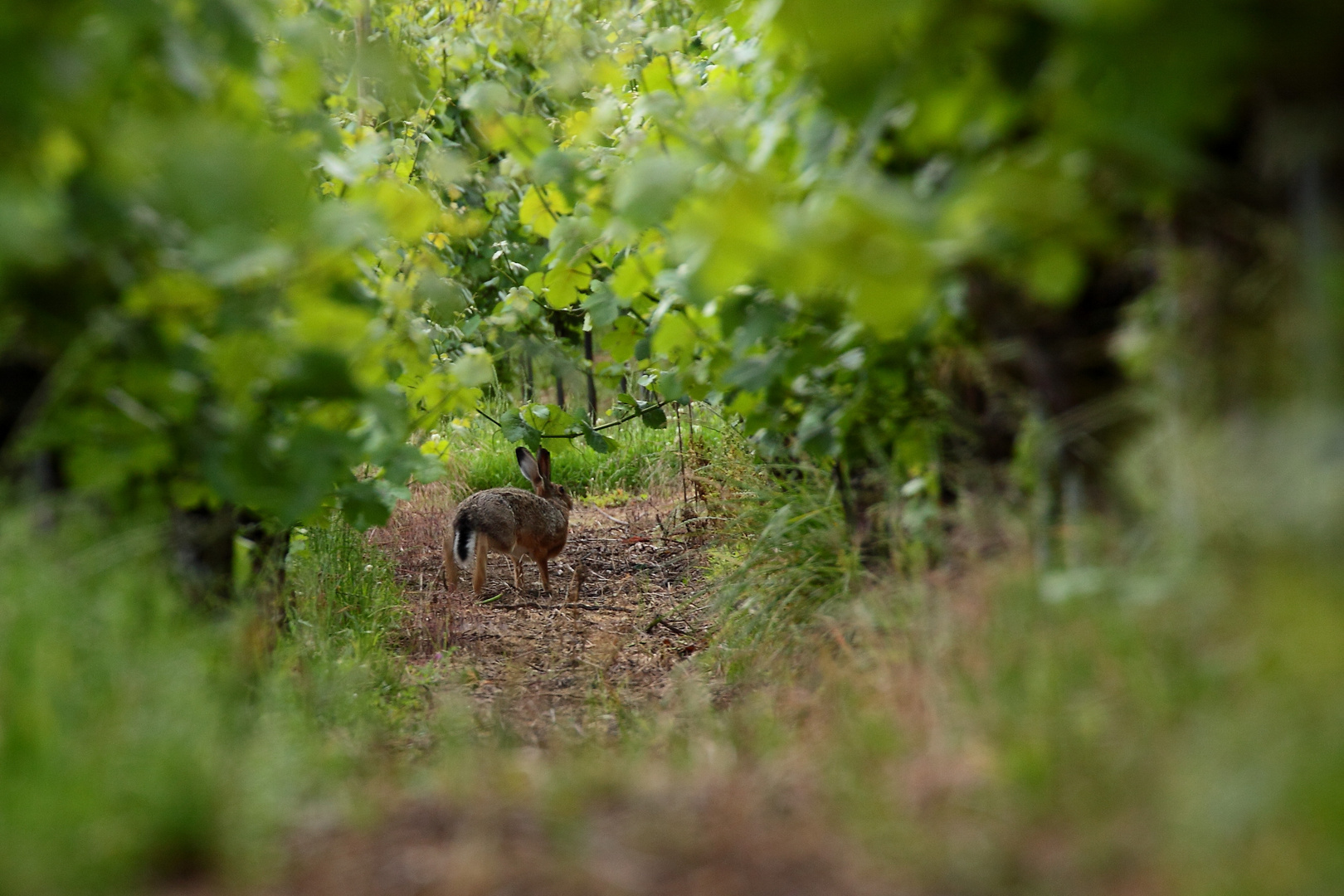 un lièvre dans la vigne 