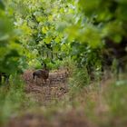 un lièvre dans la vigne 