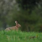 Un lièvre sous la pluie