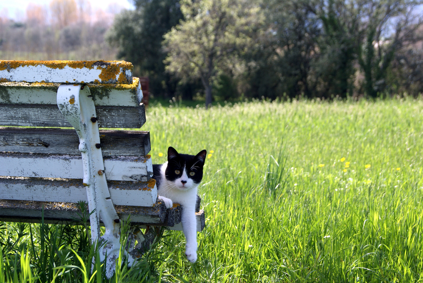 Un lindo gatito2