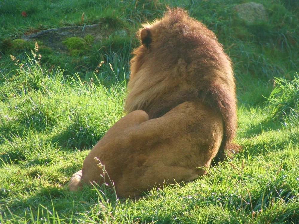 Un lion au soleil