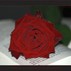 Un llibre i una rosa